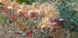 Puff the magic Nudi. Sulawesi by Brad Cox 